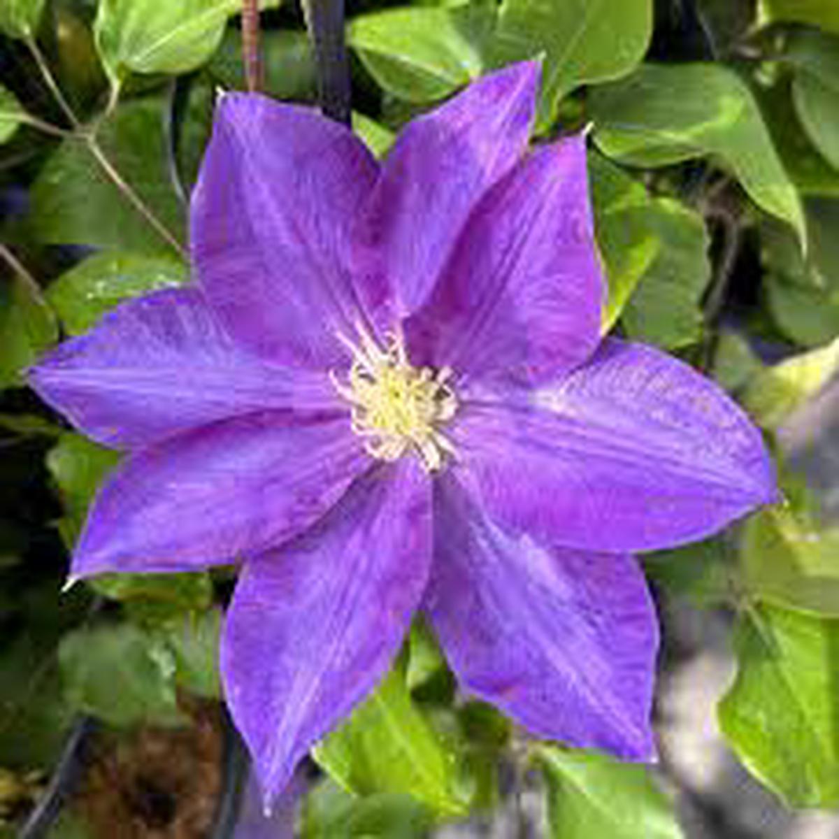 Clematis Flower Seeds for Planting - Seasonal Bloomer, Heirloom & Non-GMO Seeds for Home Garden, 100pcs