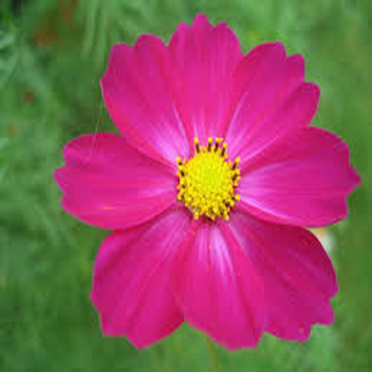 Cosmos Bipinnatus "Dazzler" Bold Carmine Flower Seeds