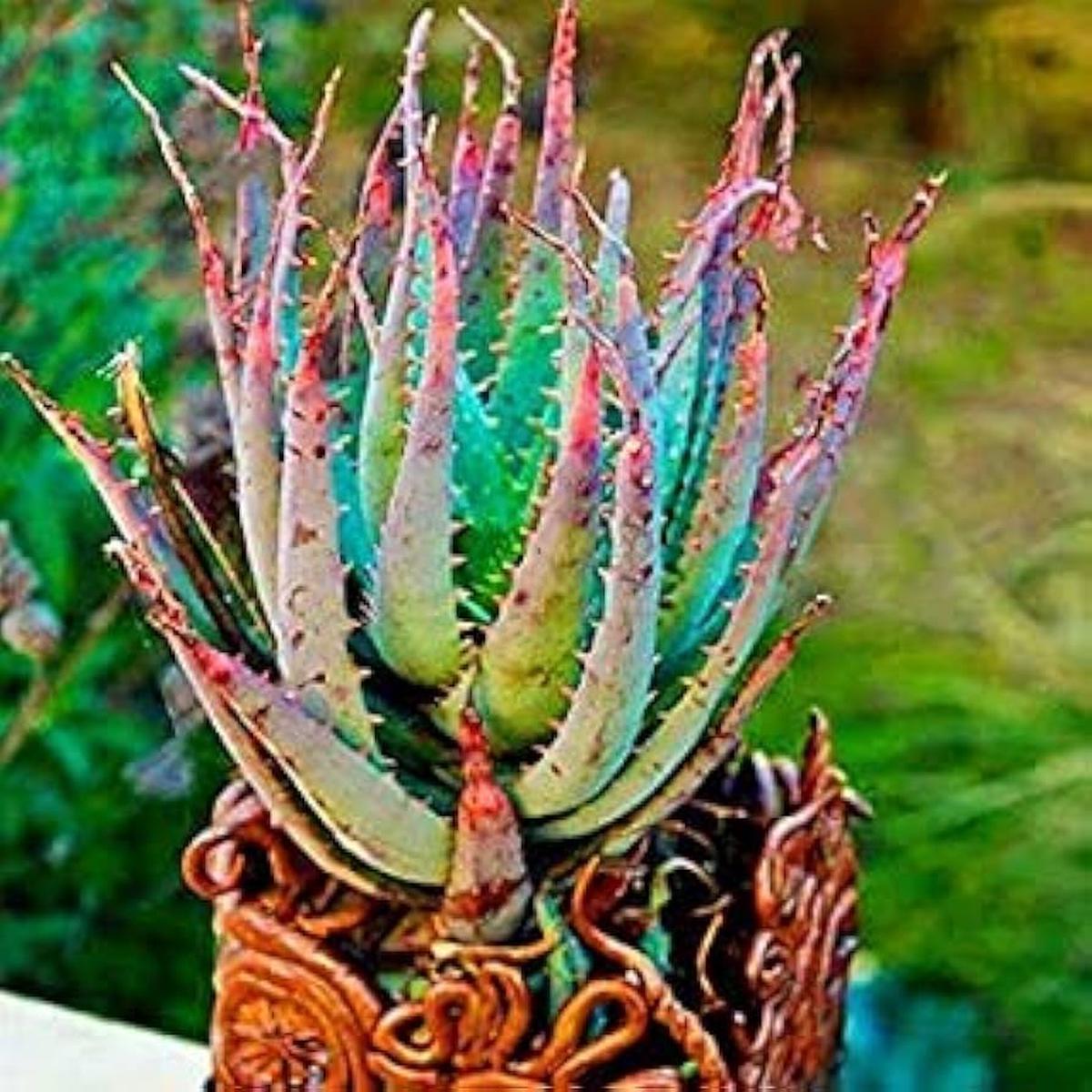 Edible Aloe Vera Mixed Colour Plant Seeds for Planting Heirloom, Non-GMO, High Germination Organic Garden Seeds