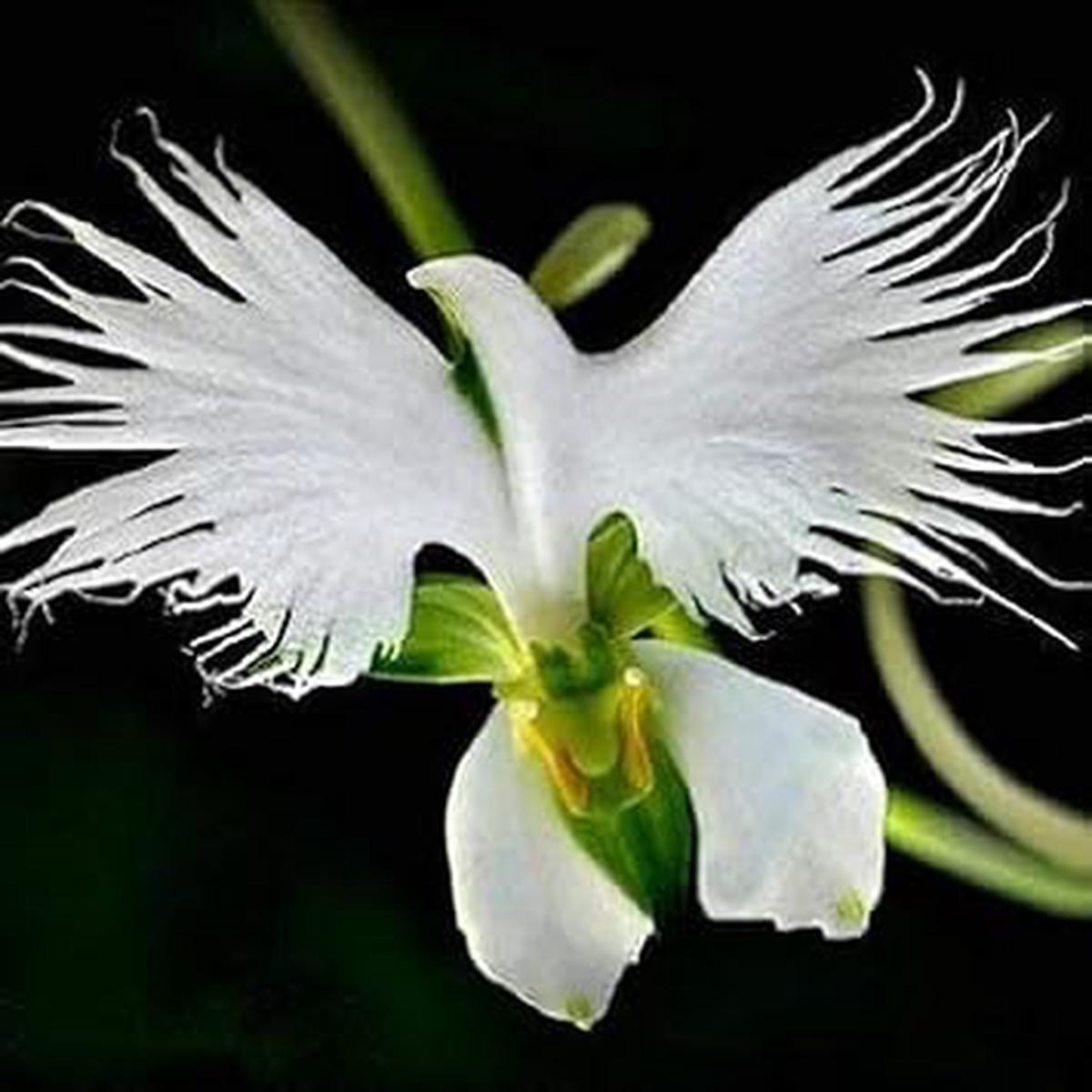 Egret Orchids Flower seeds for Planting Seasonal Bloomer Heirloom & GMO Free Seeds for Home Garden