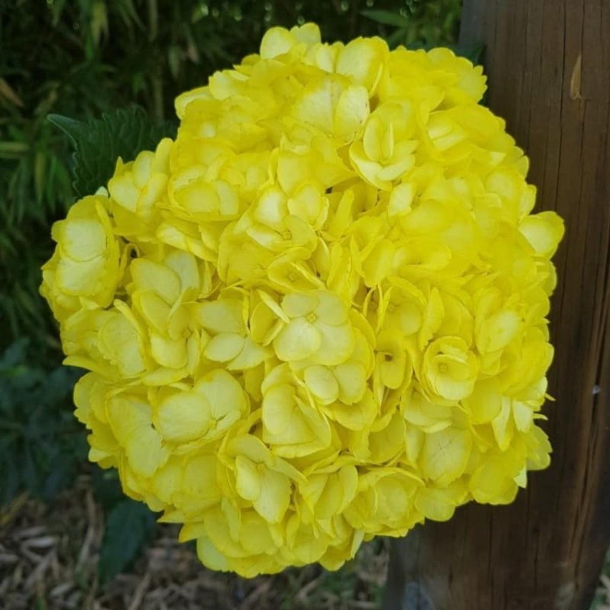 for Sun Yellow HYDRANGEA RARE flower exotic bush home plant Seller Seeds  Heirloom, Non-GMO, High Germination Organic Garden Seeds