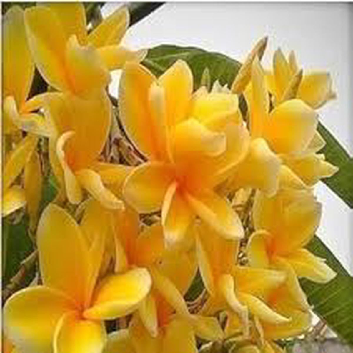 Frangipani Light Yellow Flower Seeds for Planting | Heirloom Non-GMO Seeds, High Germination