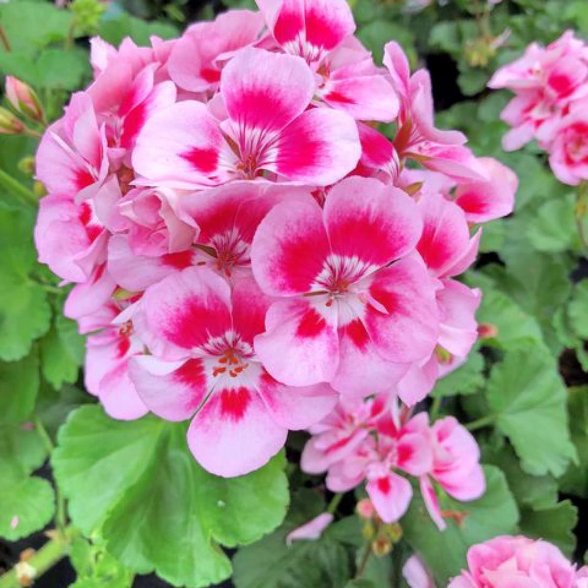 Geranium Pelargonium Flower Seeds for Planting  Heirloom, Non-GMO, Low-Maintenance Garden Seeds