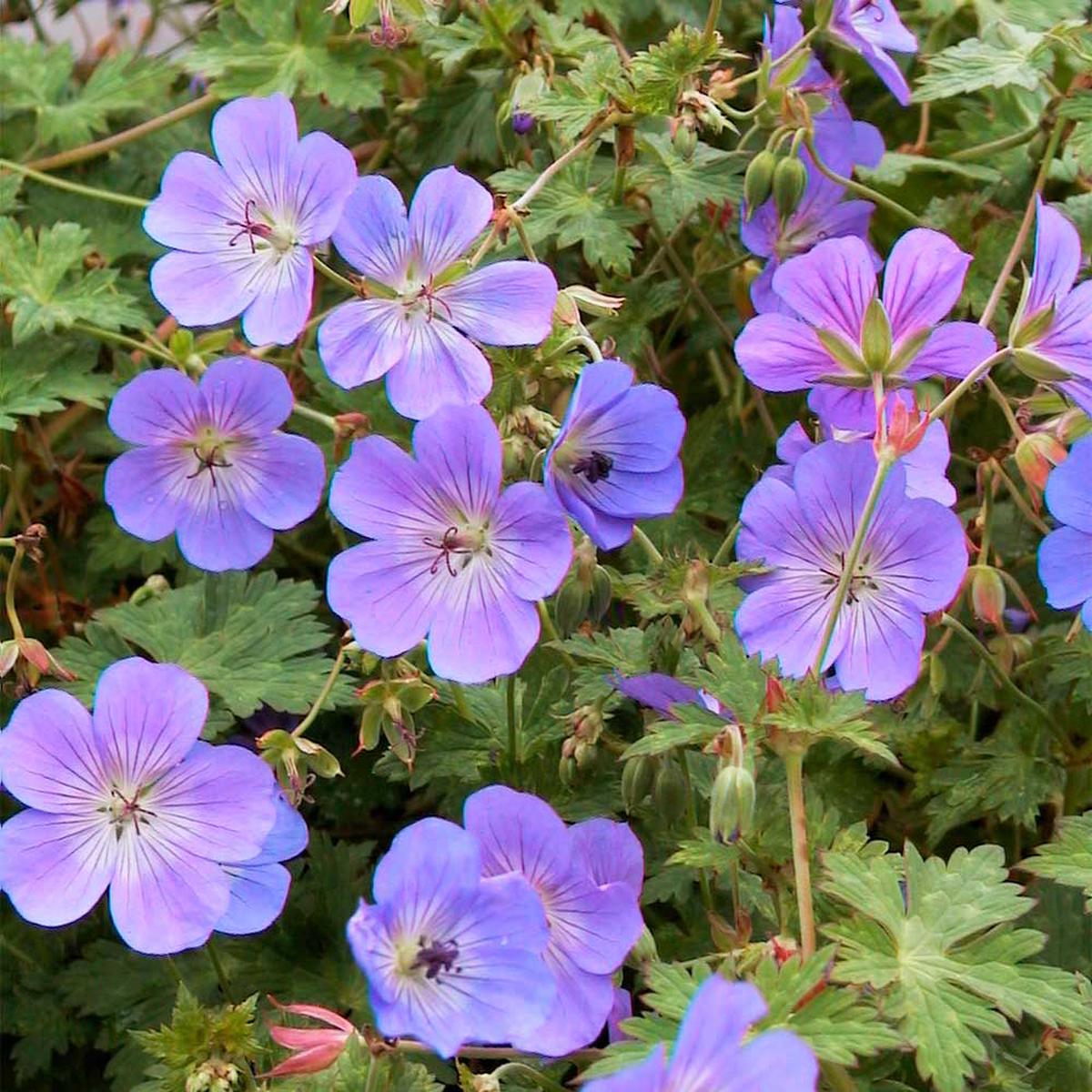 Geranium Rozanne Flower Seeds for Planting Heirloom, Non-GMO, Perennial, Pollinator-Friendly
