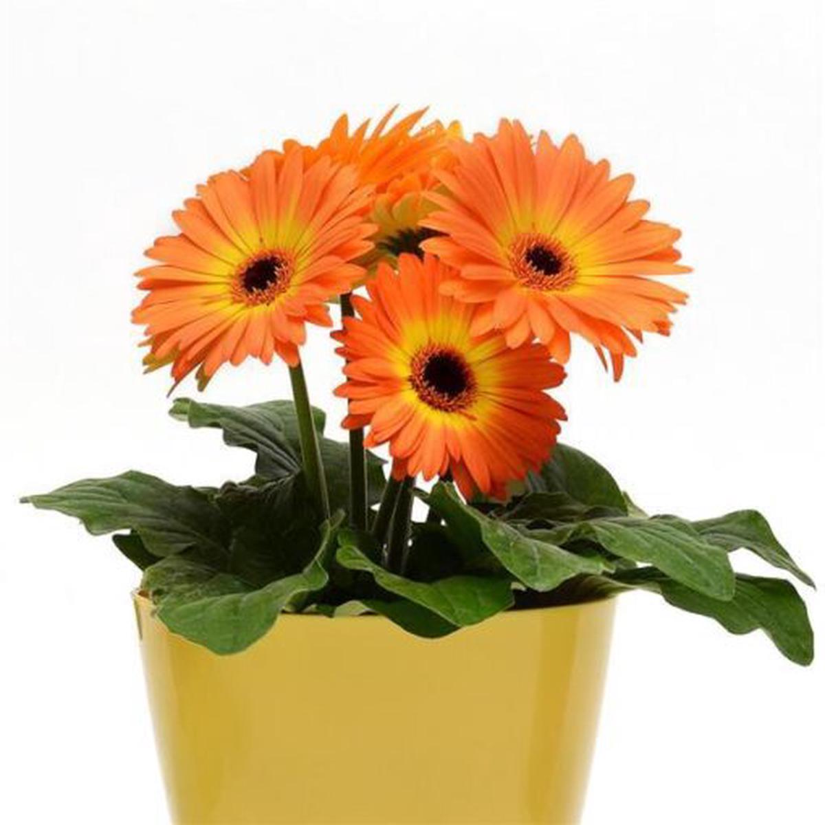Gerbera Mega Revolution Yellow Orange Bicolor F1 Hybrid Imported  Heirloom, Non-GMO, High Germination Organic Garden Seeds