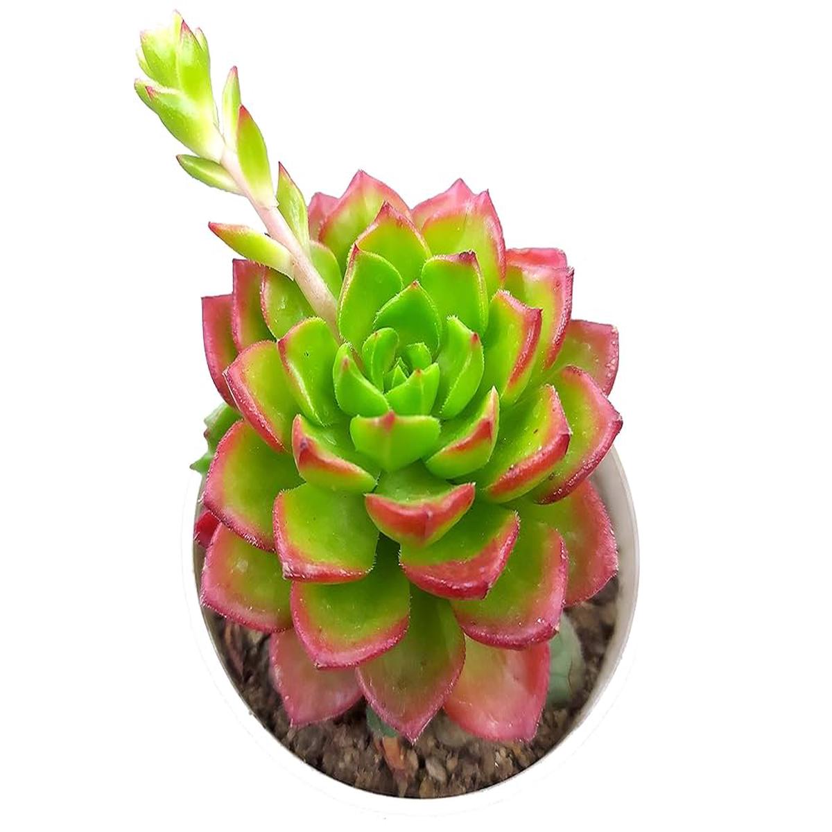 Green Red Succulent Flower Seeds  Heirloom, Non-GMO, Easy to Grow Organic Garden Seeds for Planting