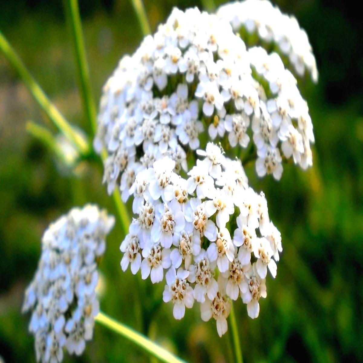 Heirloom Achillea Millefolium Flower Seeds for Planting, Non-GMO