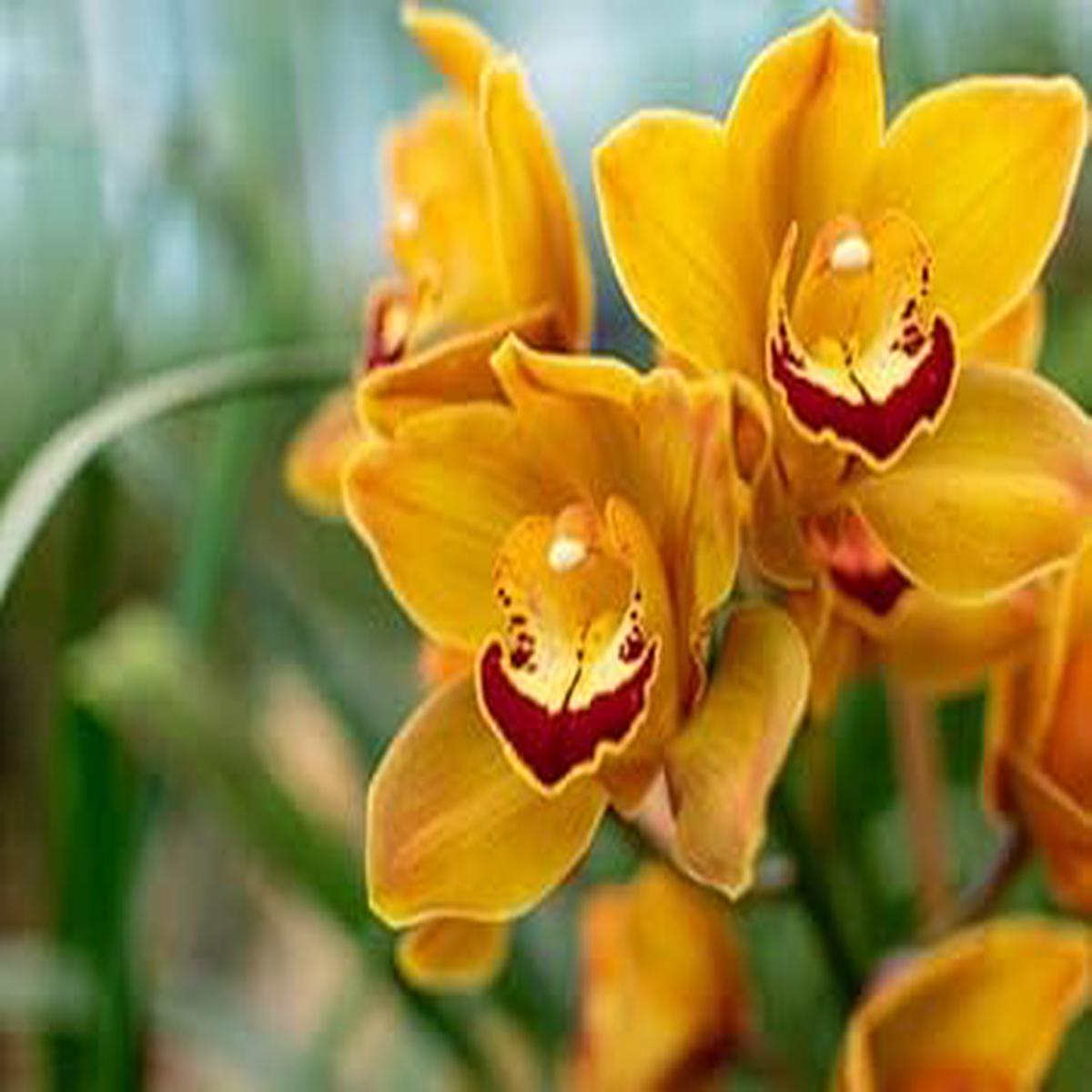 Heirloom Cymbidium Flower seeds for Planting Drought Tolerant Heirloom & GMO Free Seeds for Home Garden