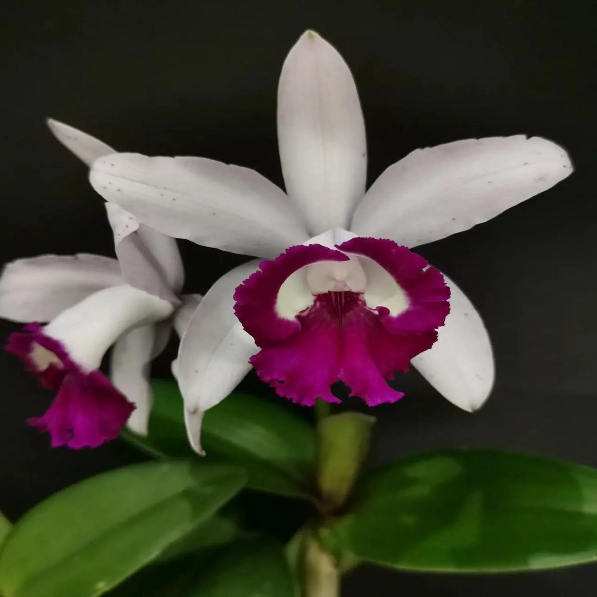 Heirloom Non-GMO Cattleya Intermedia Flower Seeds for Planting  Exotic Orchid Flower Seeds