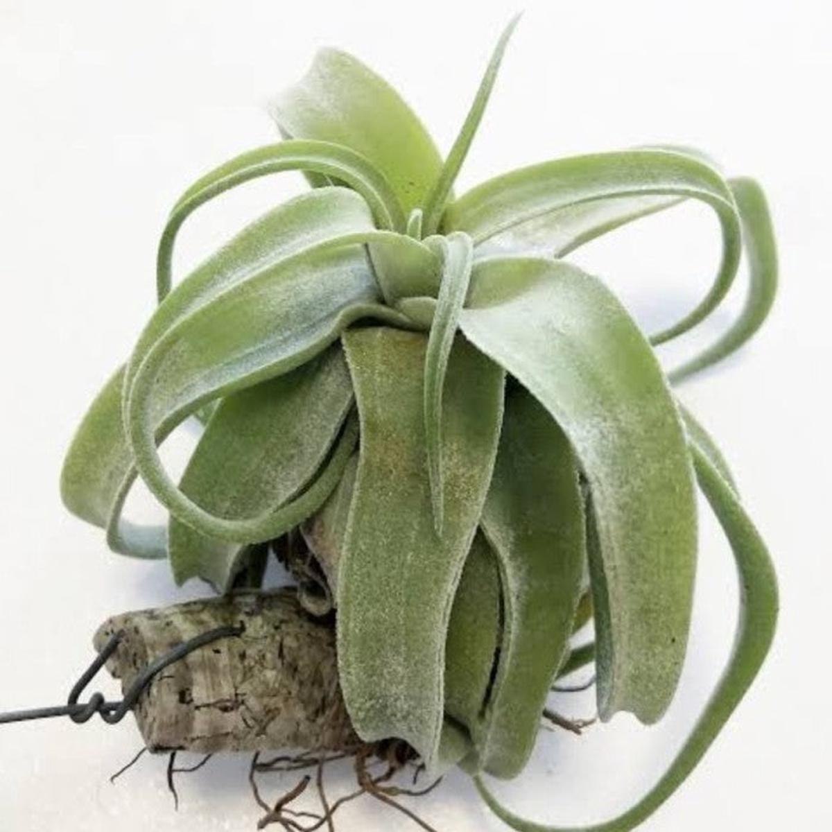 Heirloom Non-GMO Green Tillandsia Streptophylla Seeds for Garden Planting  Unique Plant Variety