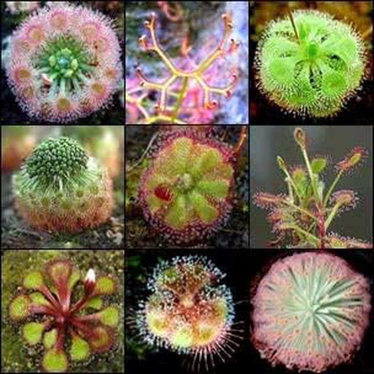 Heirloom Non-GMO Mixed Sundew Plant Seeds  High Germination Carnivorous Variety for Garden Planting