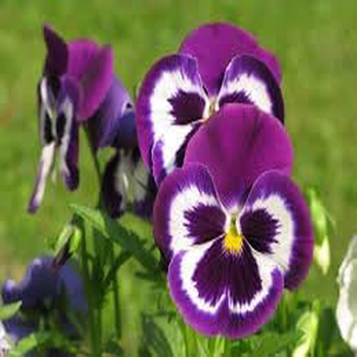 Heirloom Non-GMO Pansy Viola Flower Seeds for Planting  Colorful Cool-Season Blooms, High Germination Organic Seeds