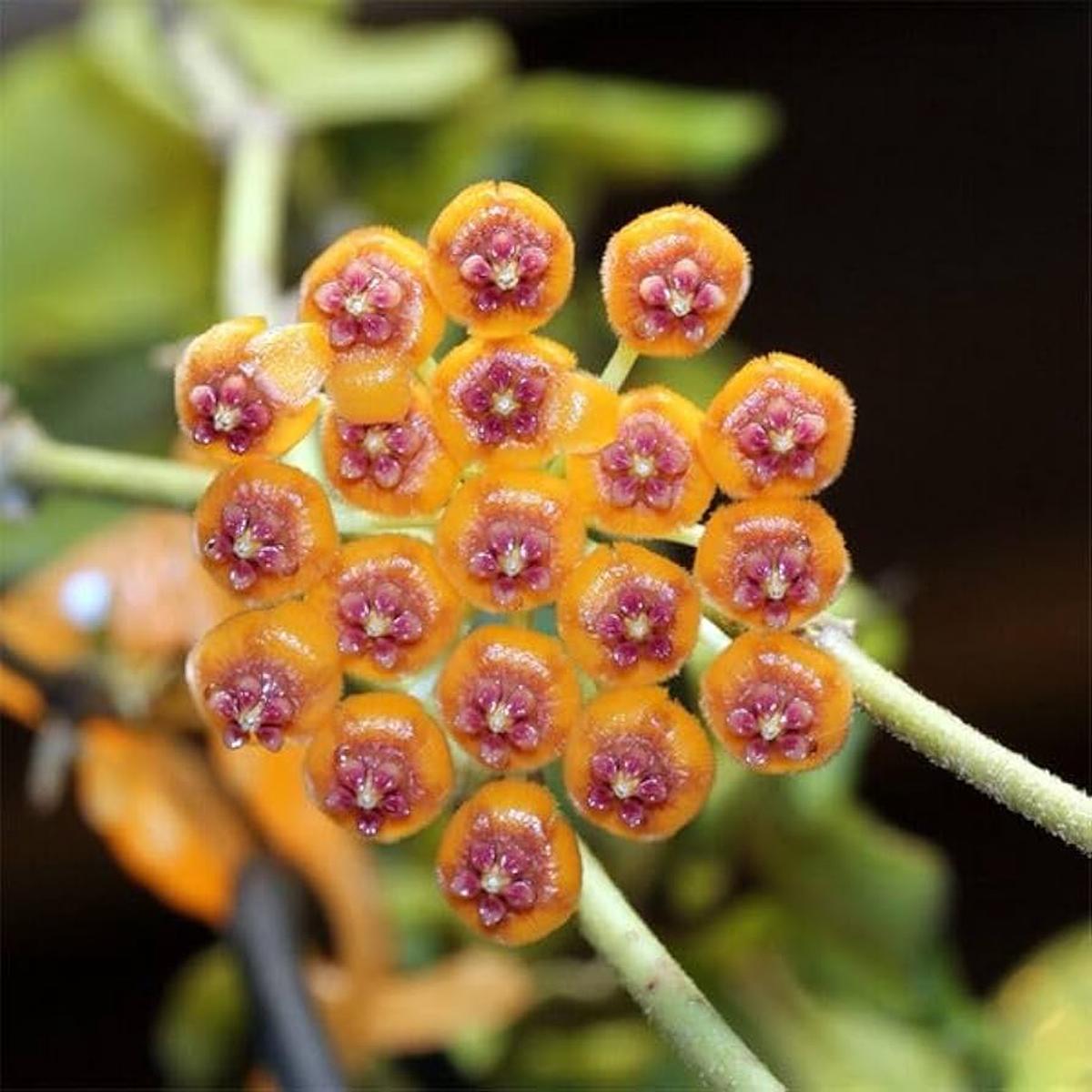 Heirloom Orange Pink Hoya Carnosa Flower Seeds Non-GMO High Germination Exotic Organic Garden Seeds for Planting