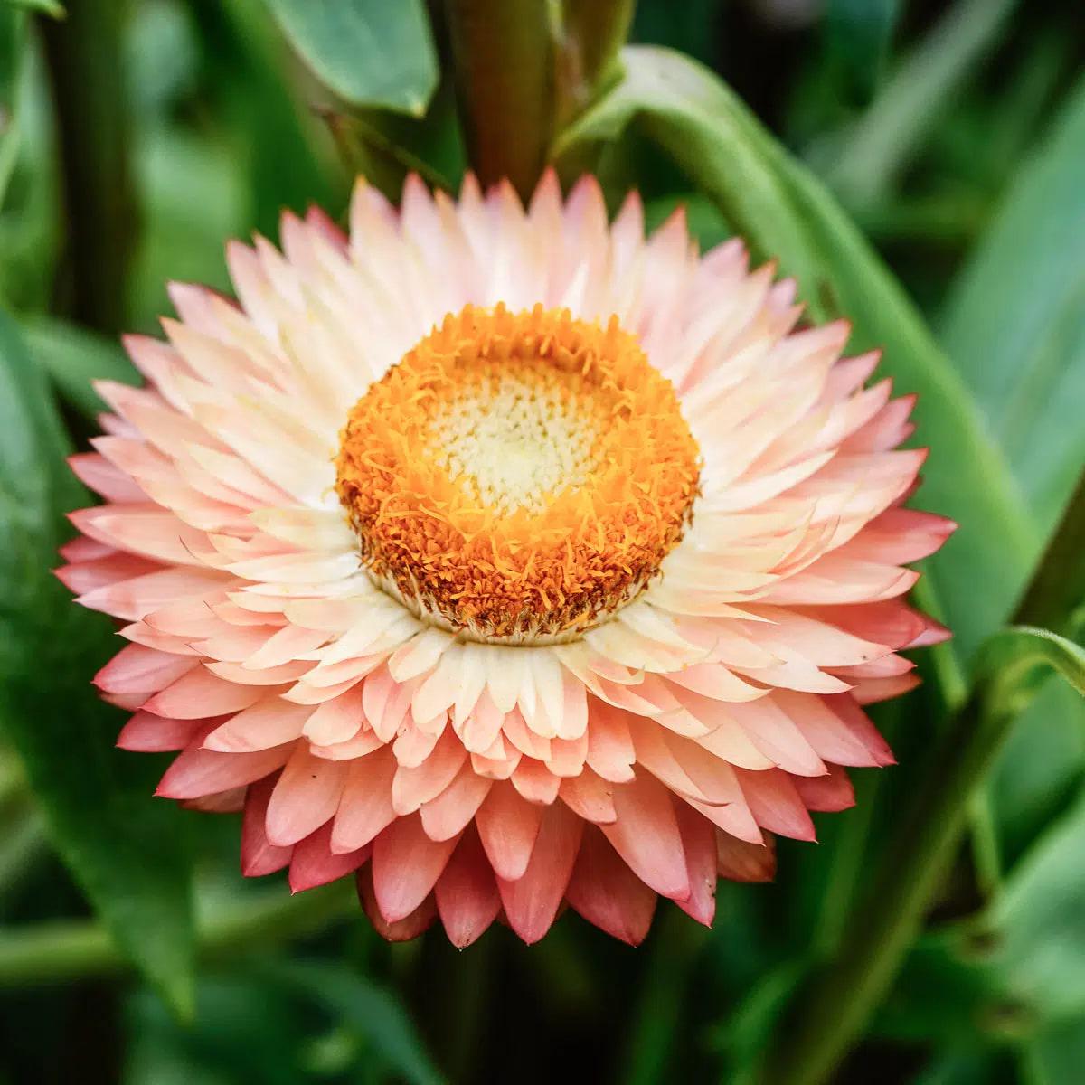 Helichrysum Bracteatum Flower Seeds for Planting  Heirloom, Non-GMO, High Germination Organic Garden Seeds
