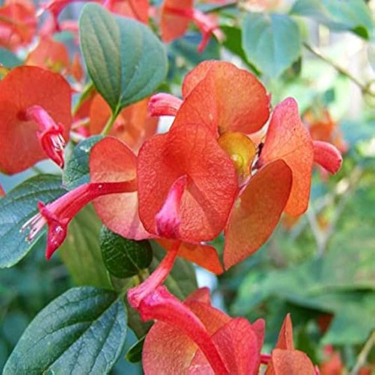 Holmskioldia Chinese hat plant red bloom seeds for planting in garden landscapes