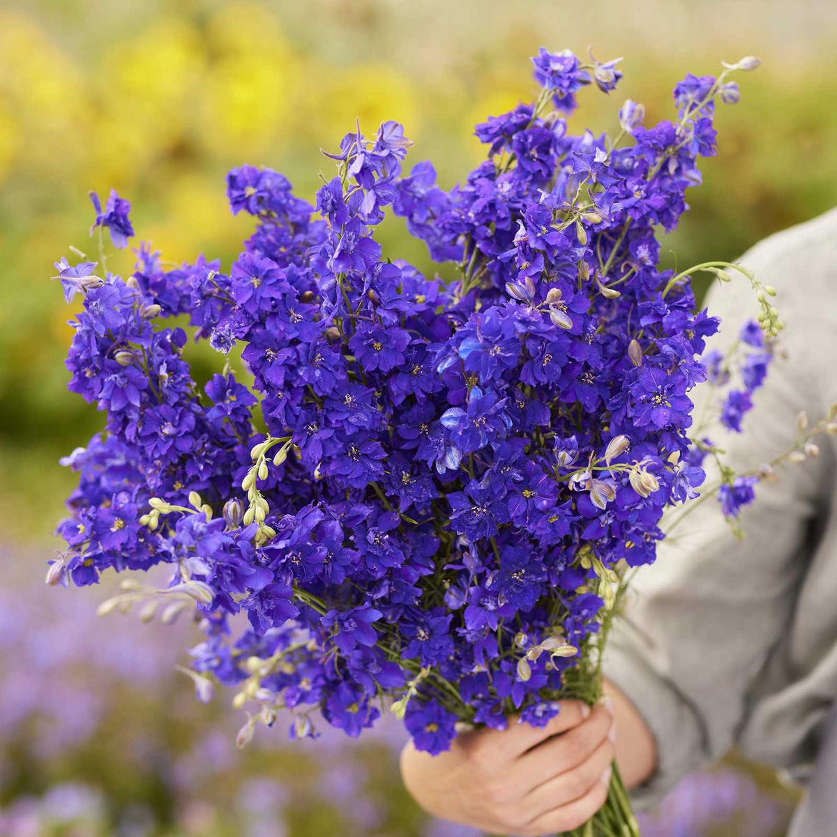 Larkspur Seeds - Hyacinth Flowered Tall Mix