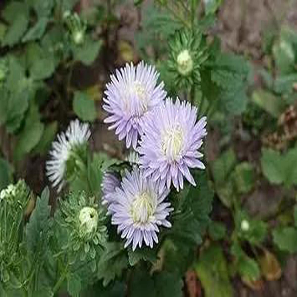 Lavender Aster Flower Planting Seeds for Garden NON GMO Seeds