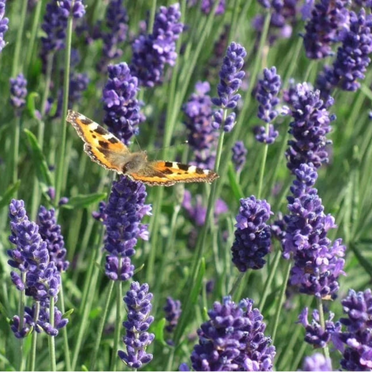LAVENDER MUNSTEAD Perennial Container Garden Medicinal Dried Seeds  Heirloom, Non-GMO, High Germination Organic Garden Seeds