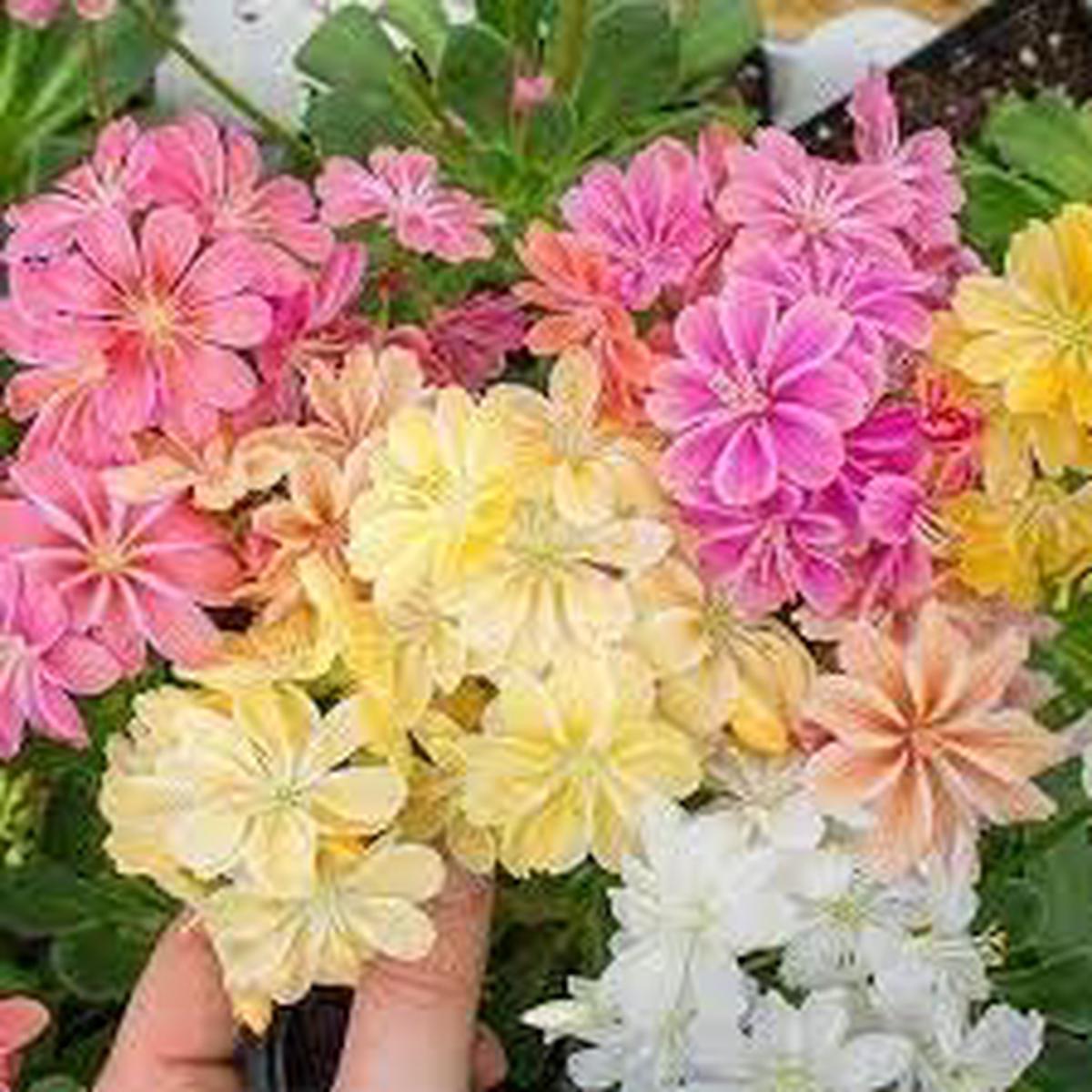 Lewisia Flower seeds for Planting Long Bloom Season Heirloom & GMO Free Seeds for Home Garden