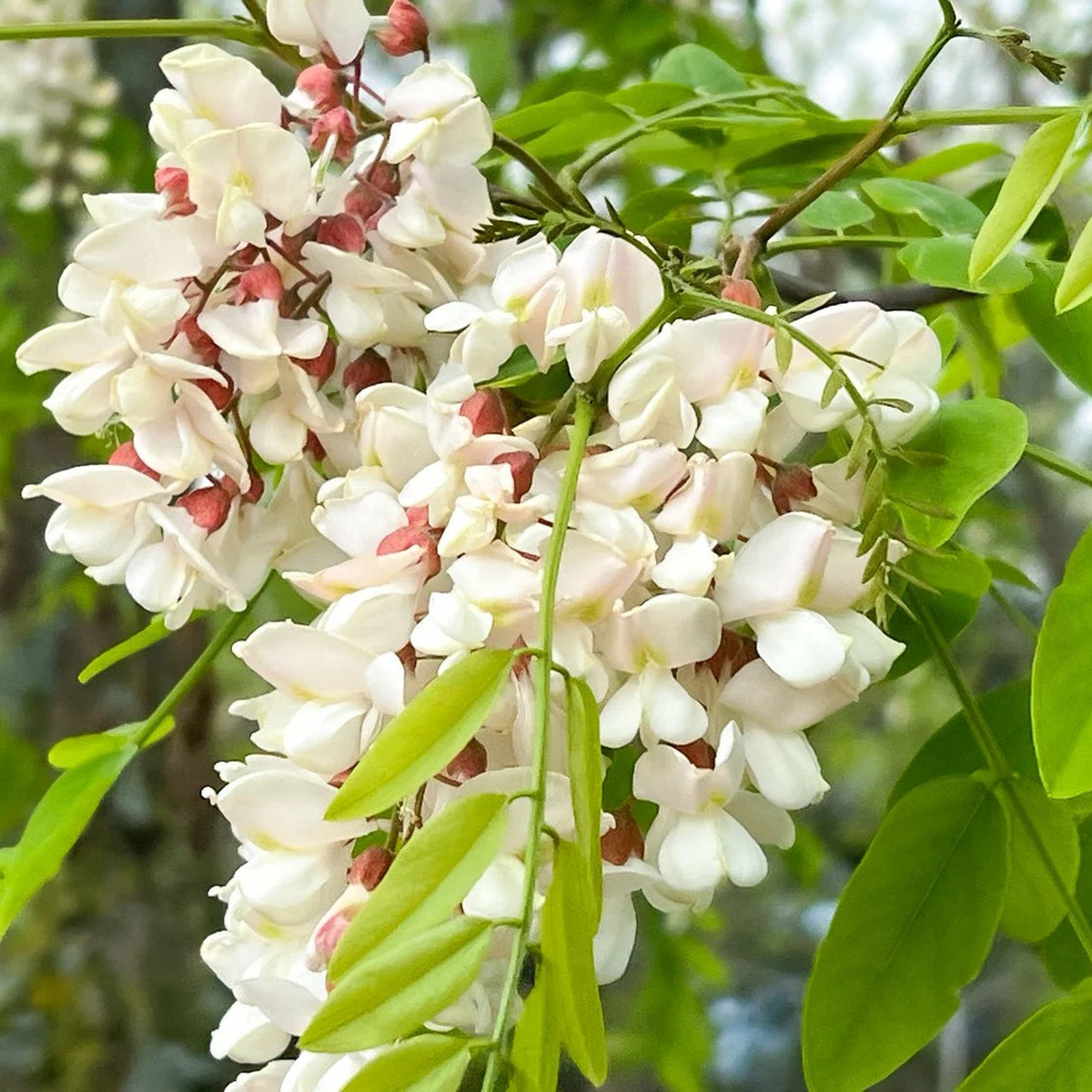 Light Green Acacia Flower Seeds for Planting Drought Tolerant Heirloom & GMO Free Seeds for Home Garden Sale