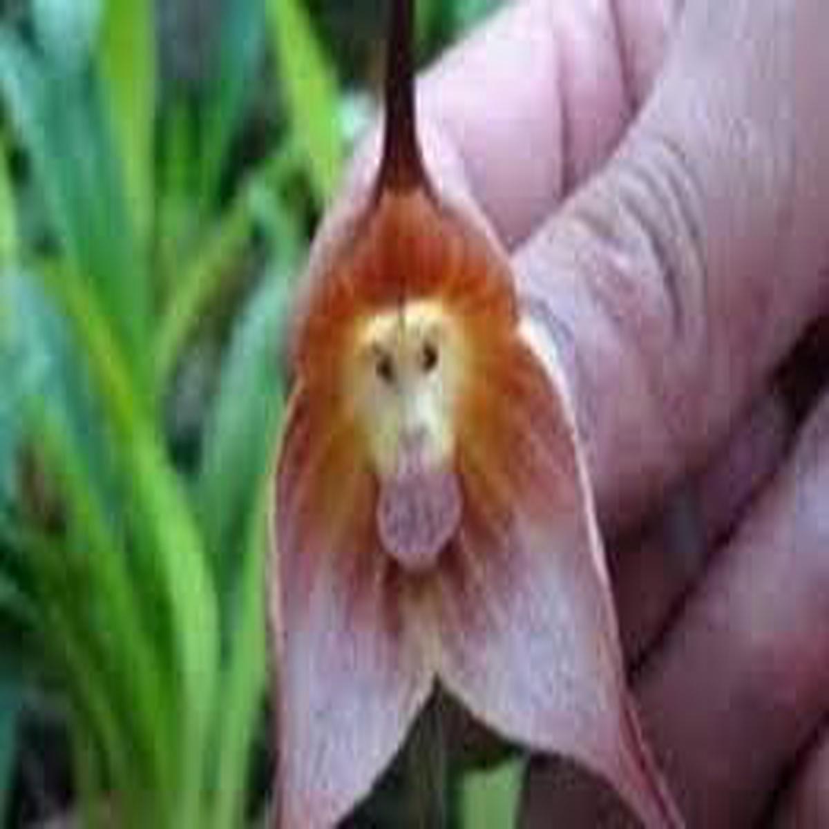 Light Pink Monkey Face Flower Seeds - 100 pcs