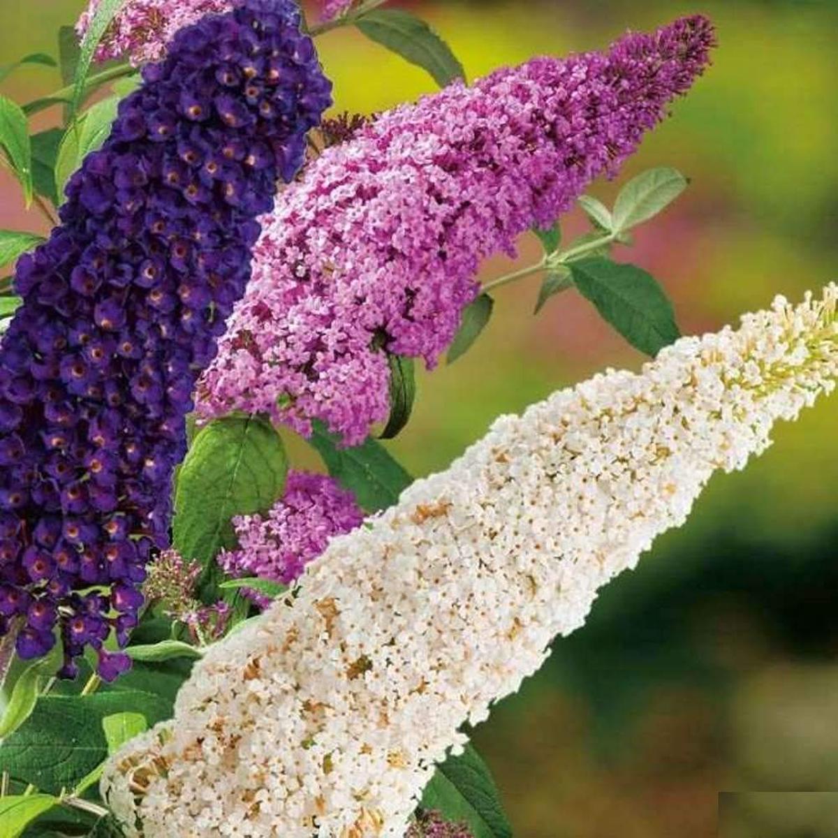 Mixed Buddleia Flower Seeds for Planting  Heirloom, Non-GMO, High Germination Organic Garden Seeds