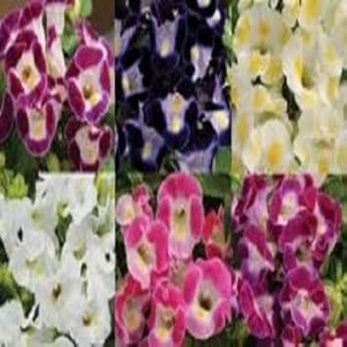 Mixed Wishbone Seeds for Planting Organic Heirloom Non-GMO Torenia Flower Seeds