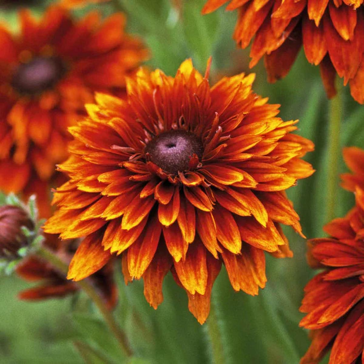 Orange Cherokee Flower seeds for Planting - Premium Quality, Heirloom & GMO Free Seeds for Home Garden