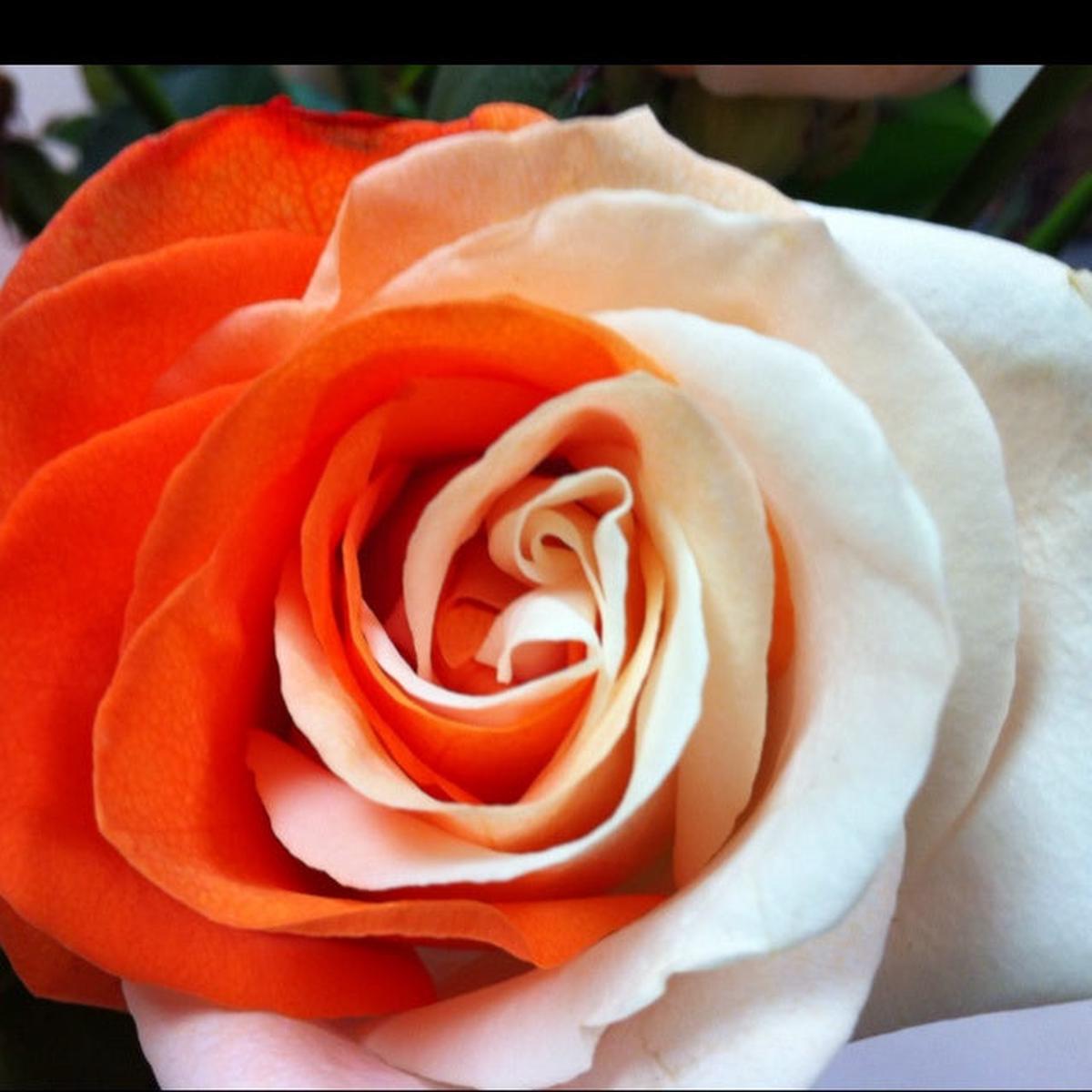 Orange White Rose Flower Seeds for Planting Long Bloom Season Heirloom & GMO Free Seeds for Home Garden Sale