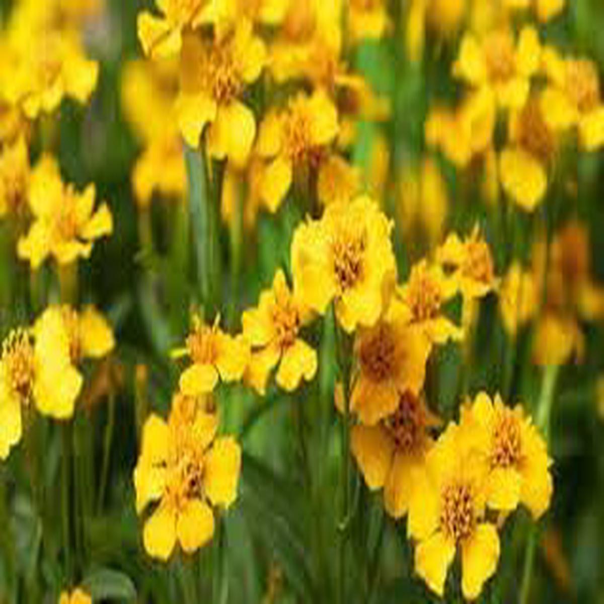 Organic Estragon Flower Seeds for Planting Heirloom, Non-GMO