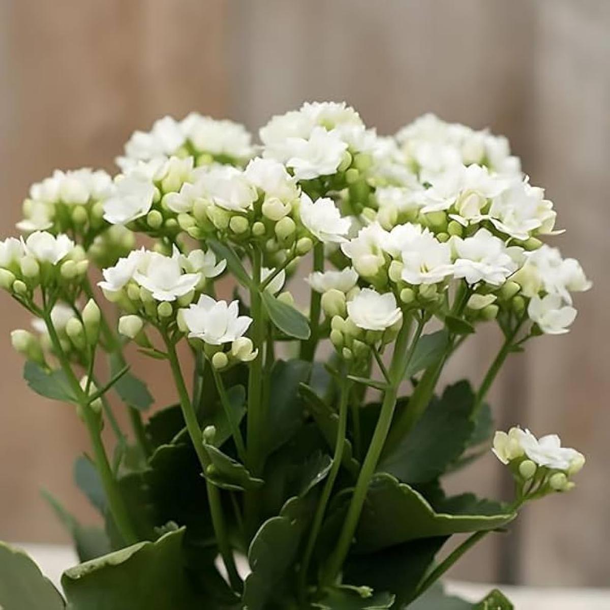 Organic White Kalanchoe Flower Seeds for Planting  Heirloom, Non-GMO, High Germination