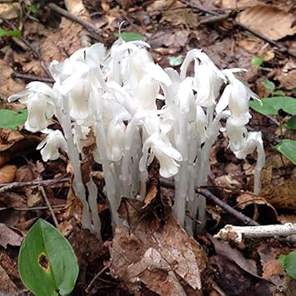 Organic White Pipe Flower Seeds for Planting  Heirloom, Non-GMO