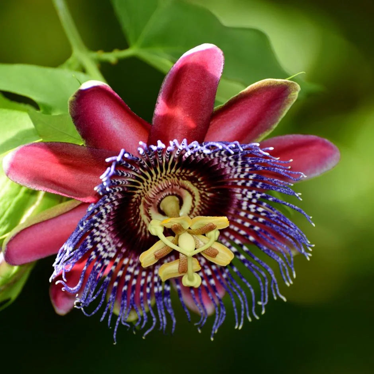 Passiflora Alata Flower Seeds for Planting | Heirloom Non-GMO High Germination Organic Garden Seeds