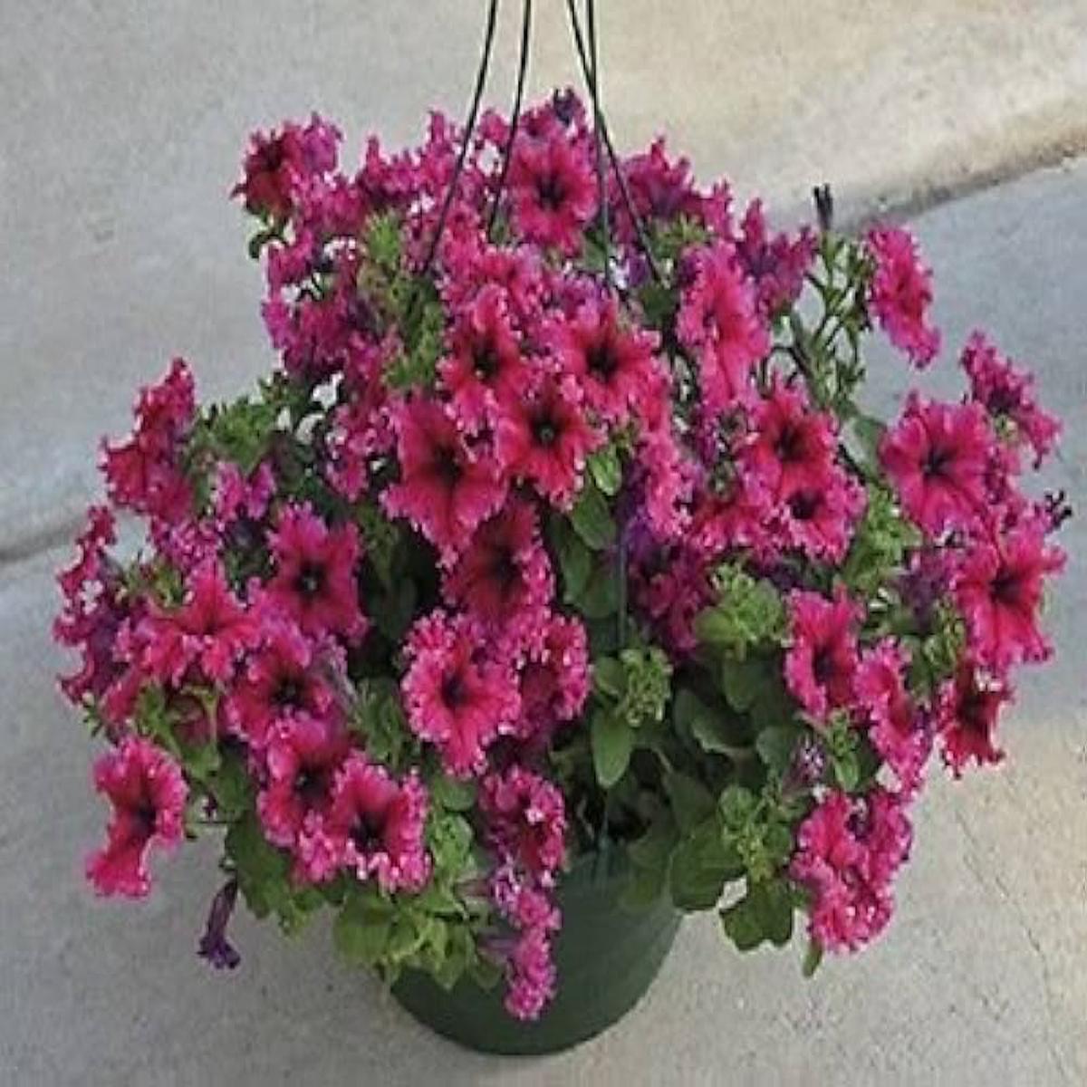 Petunia Espresso Frappe Mix Seeds for Planting  Heirloom, Non-GMO, High Germination Flower Seeds