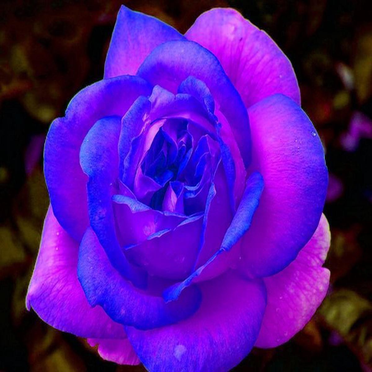 Pink Blue Rose Flower Seeds for Planting  Heirloom, Non-GMO, Bright Blooms, High Germination Organic Garden Seeds
