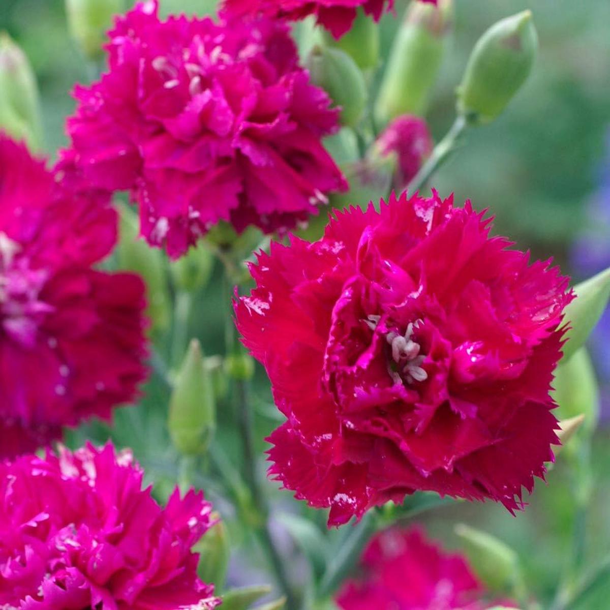 Pink Dianthus Caryophyllus Flower Seeds  Heirloom Non-GMO, High Germination Organic Garden Seeds for Planting
