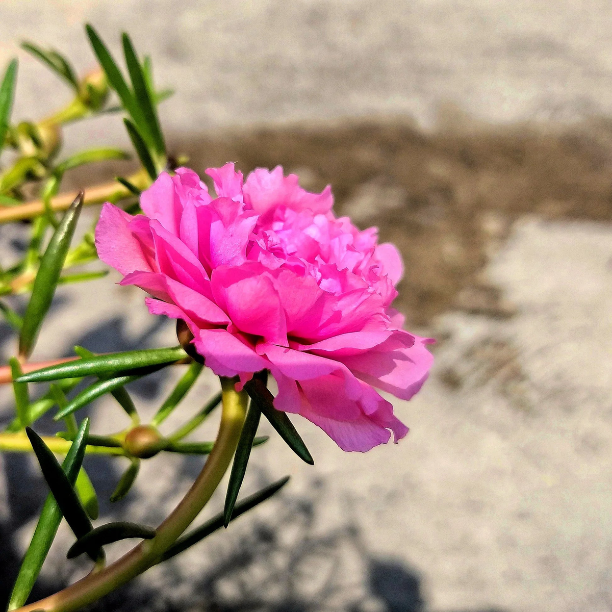 Pink Moss-Rose Flower Seeds for Planting Heirloom, Non-GMO, High Germination Organic Garden Seeds