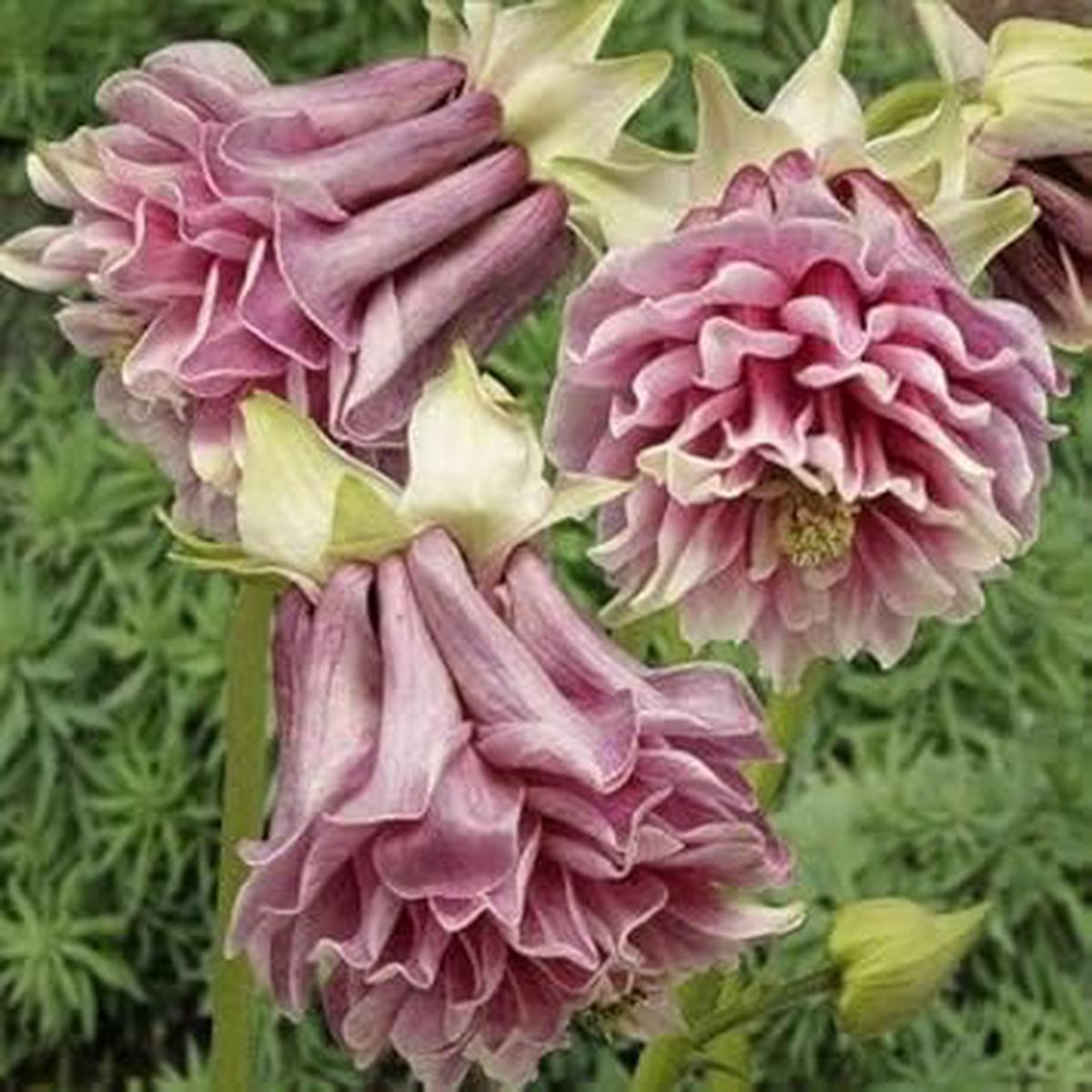 Pink Petticoat Flower Seeds for Planting - 100