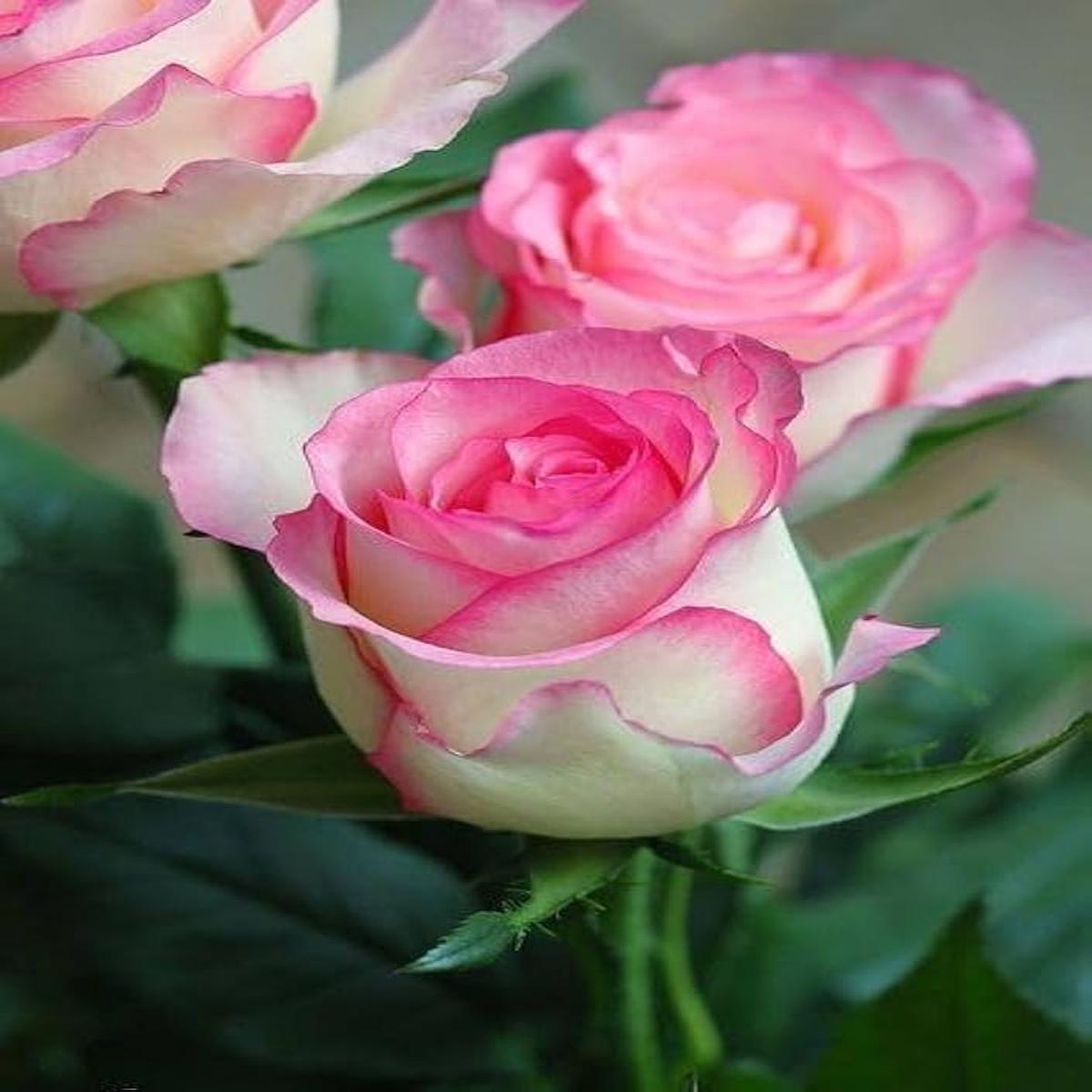 Pink White Holland Rose Flower Seeds for Planting  Heirloom, Non-GMO, High Germination Seeds