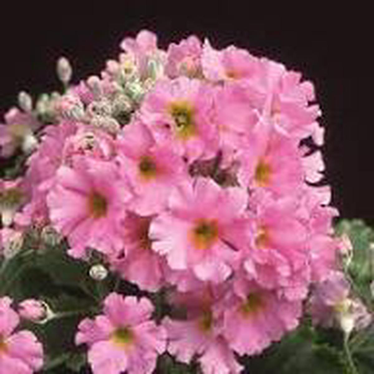 Primula Flower Seeds for Planting | Heirloom Non-GMO Organic Garden Seeds High Germination