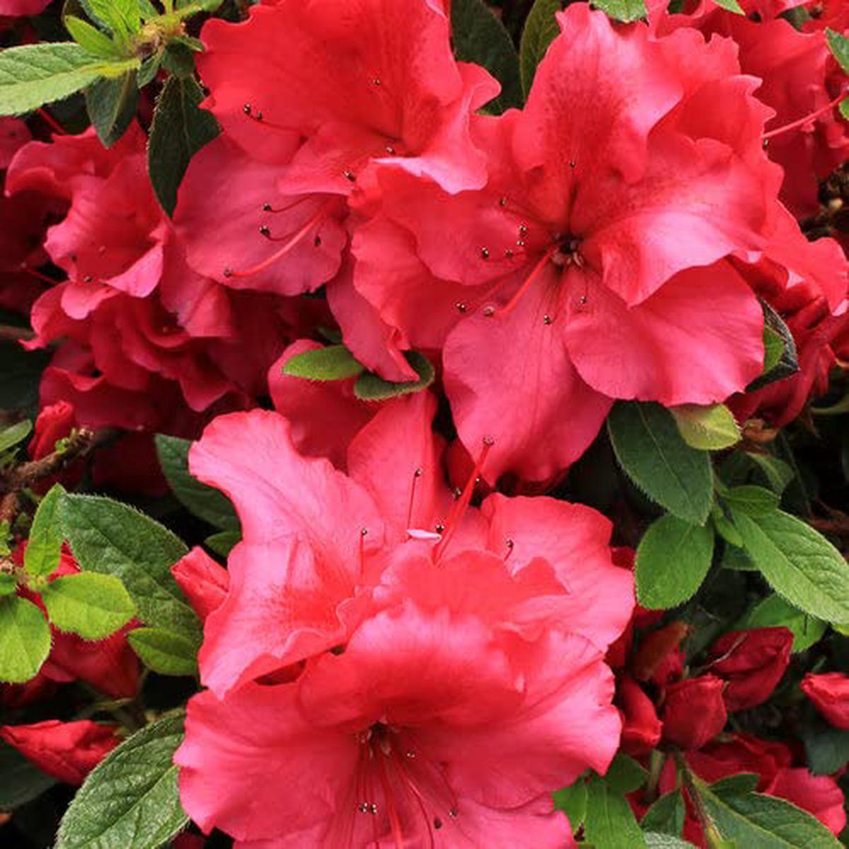 Red Azalea Flower Seeds for Planting Heirloom, Non-GMO, Shade Tolerant, Perennial