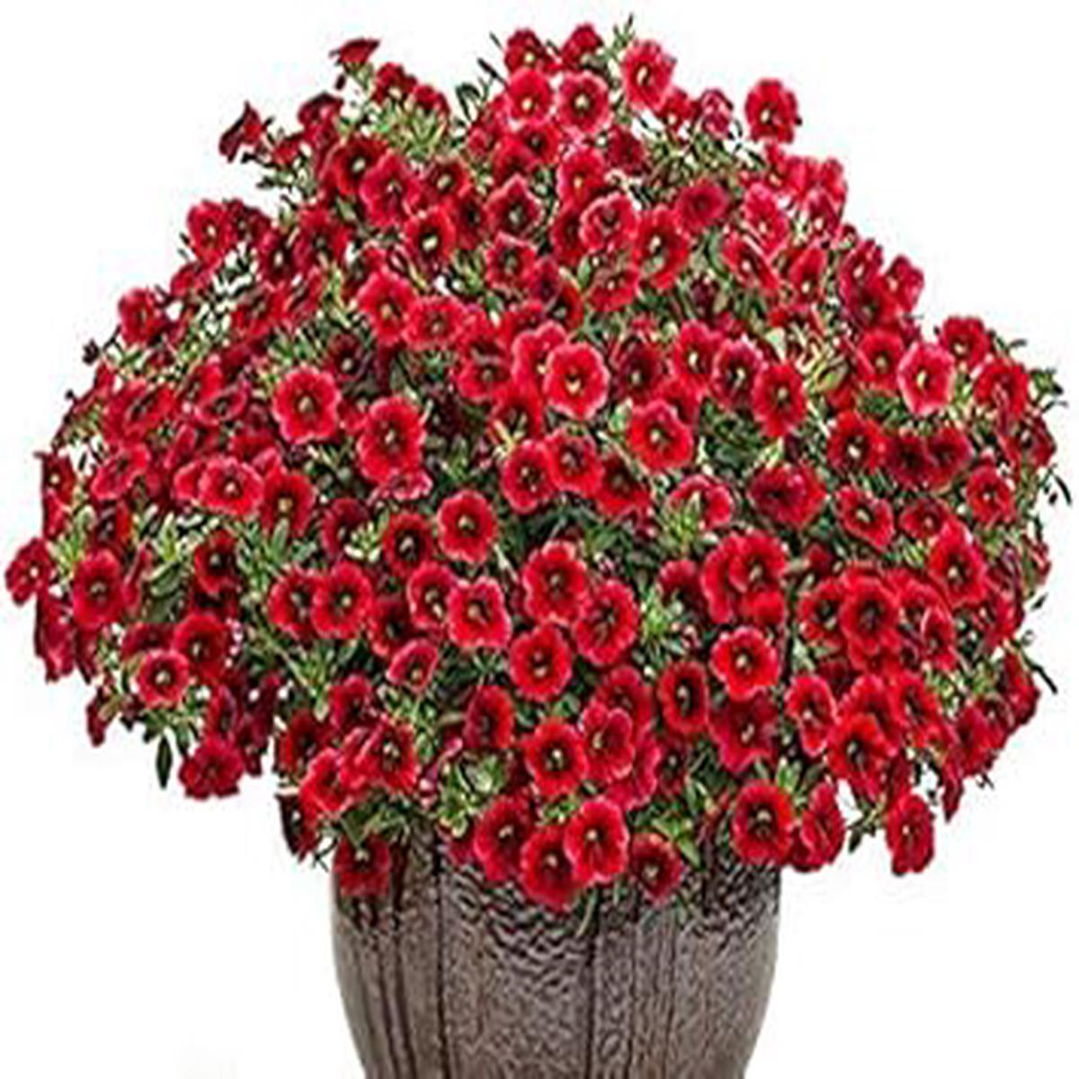 Red Calibrachoa Flower Seeds, Easy-to-Grow Heirloom Non-GMO Blooms for Hanging Baskets & Gardens