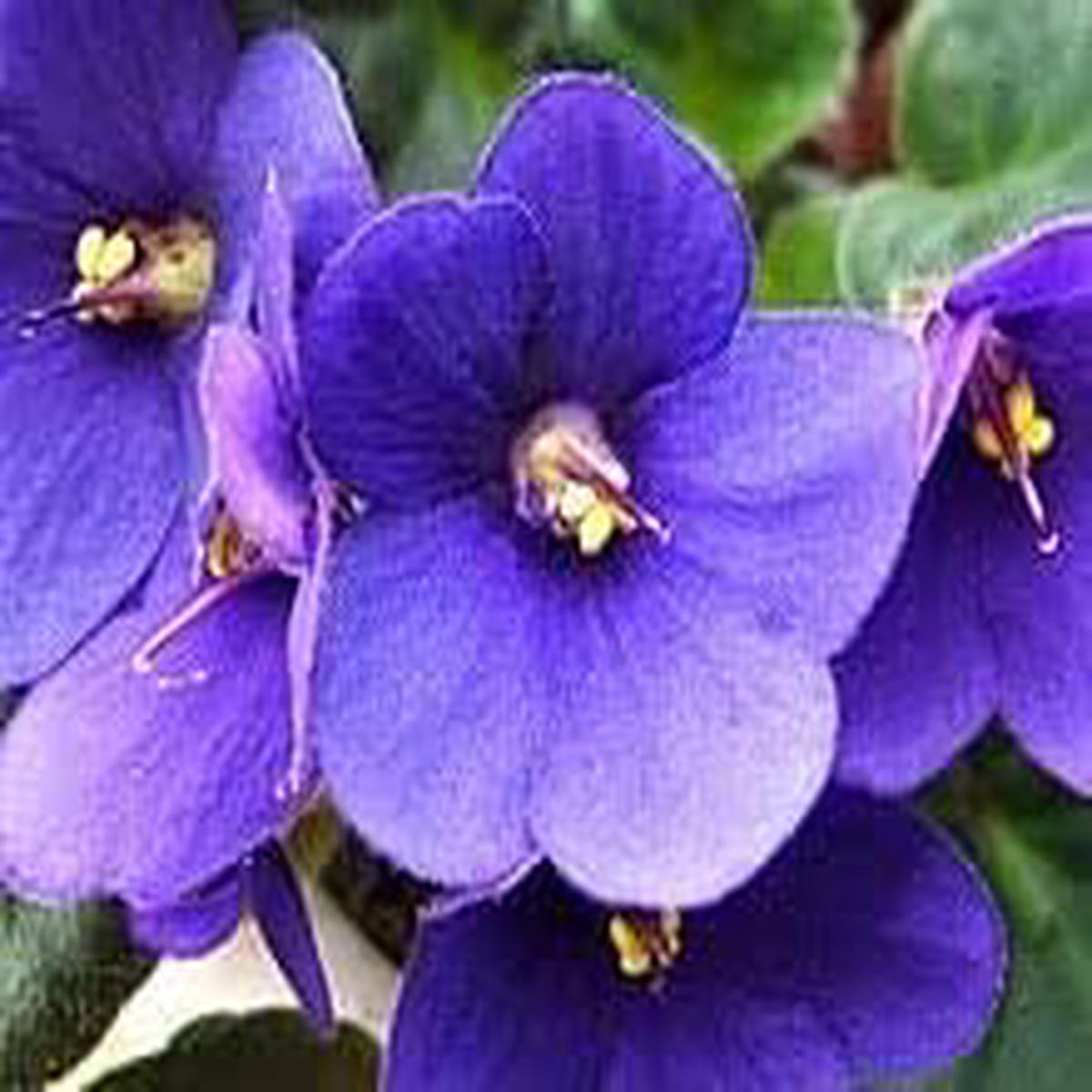Saintpaulia Flower seeds for Planting - Shade Tolerant, Heirloom & GMO Free Seeds for Home Garden
