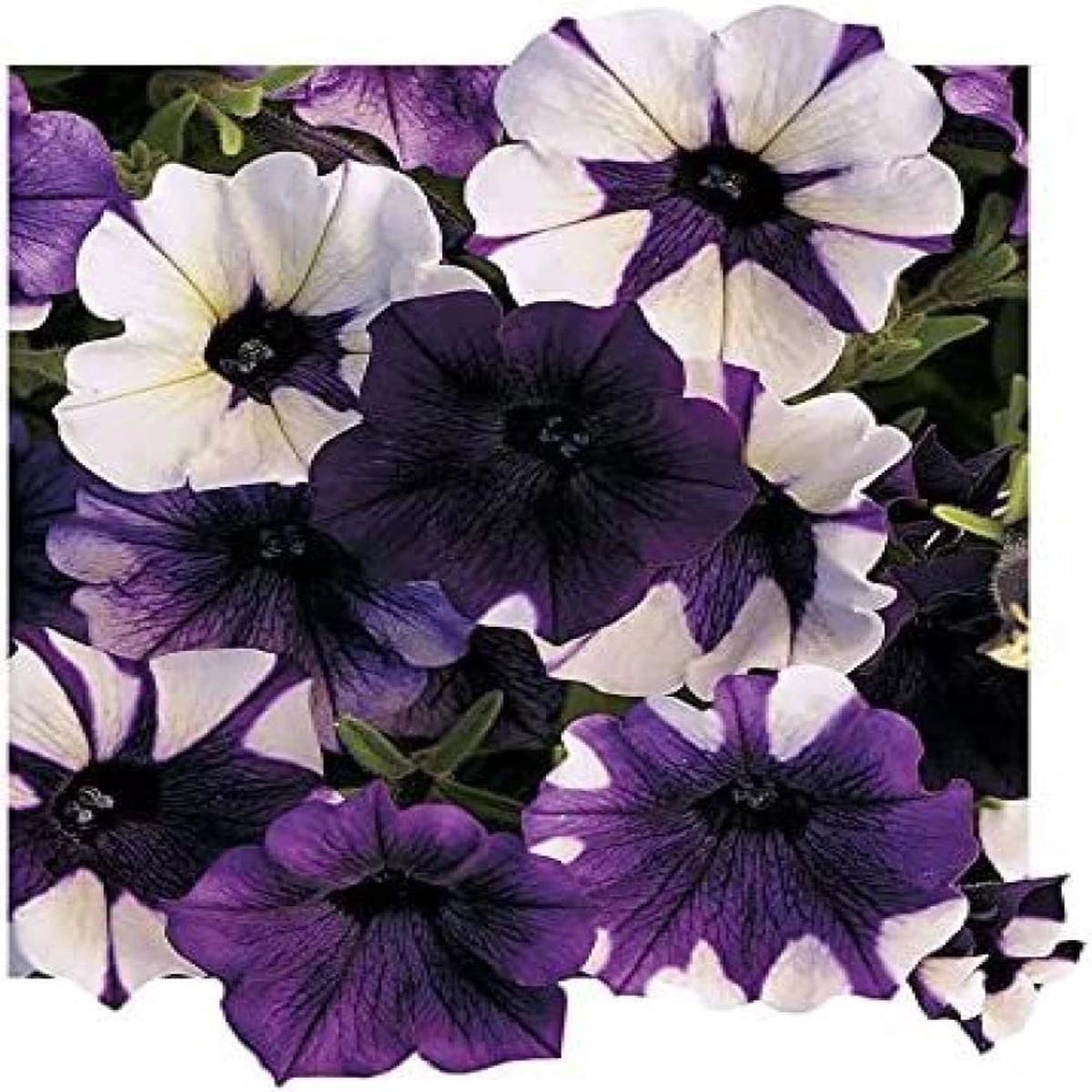 Shock Wave Tie Dye Purple Petunia Flower Seeds for Planting - Heirloom, NON-GMO, Easy to Grow