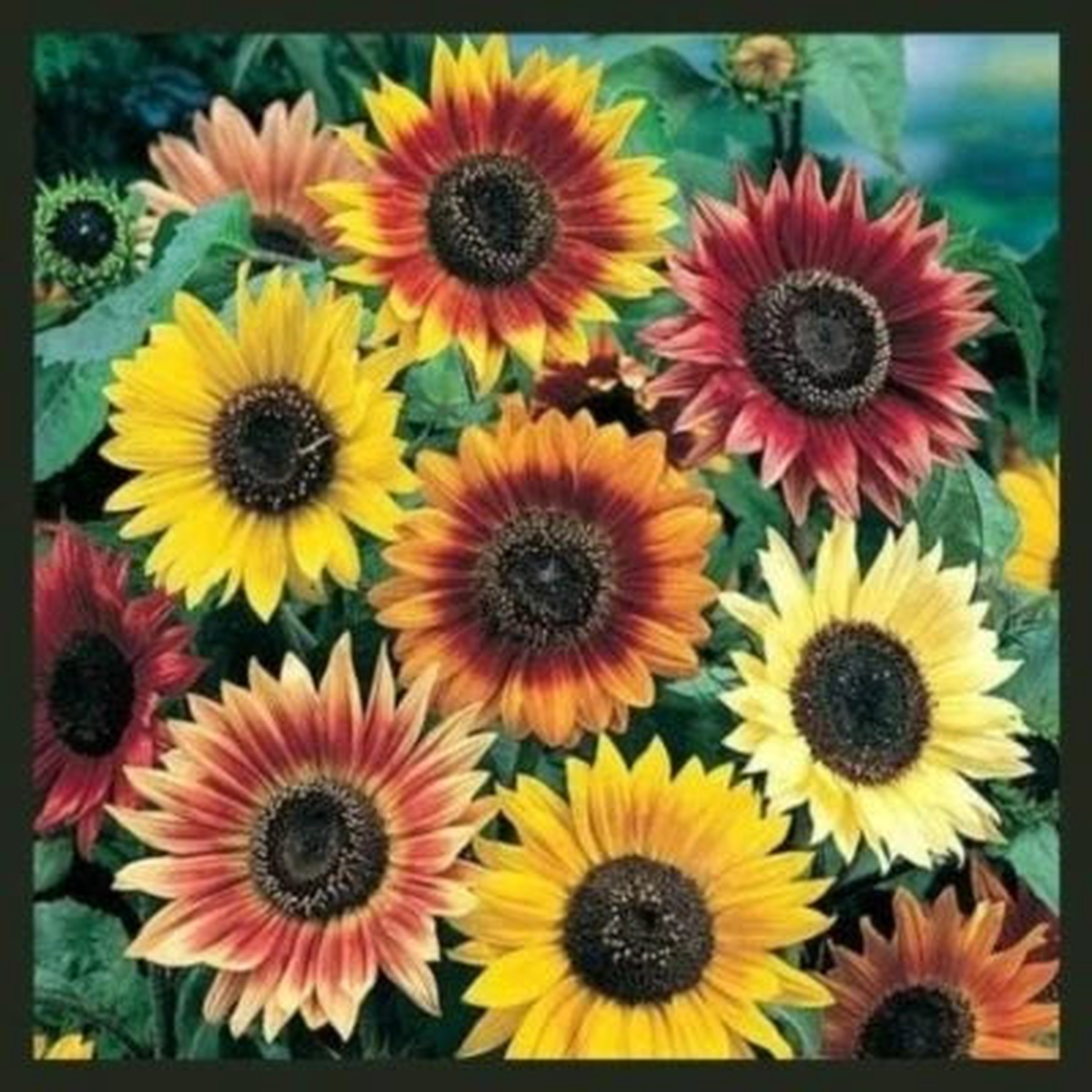 Sunflower Autumn Beauty Mix Seeds  Branching Variety with Multiple Blooms, Heirloom & Non-GMO