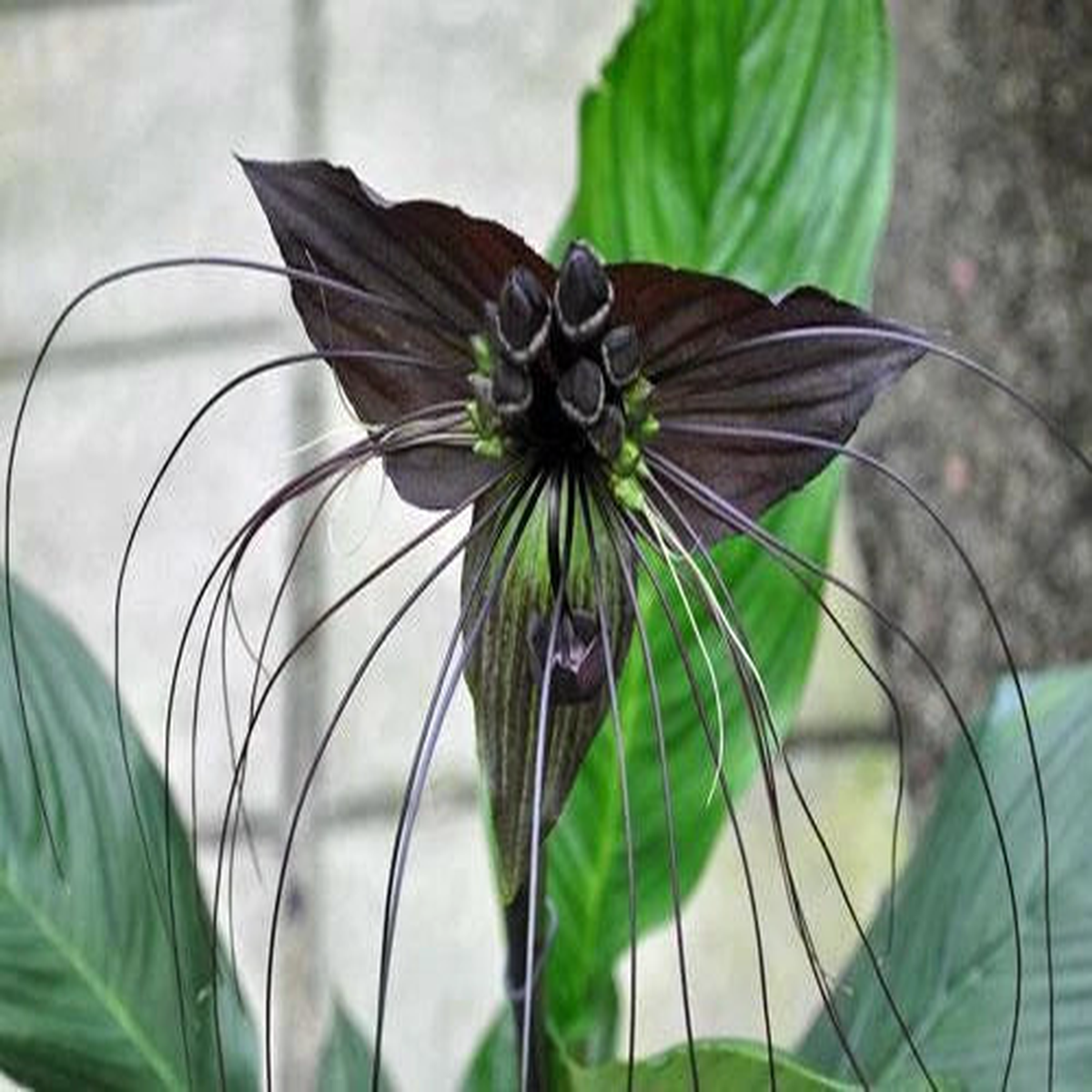 Tacca chantrieri Black Bat Flower Cat s Whiskers Seeds  Heirloom, Non-GMO, High Germination Organic Garden Seeds