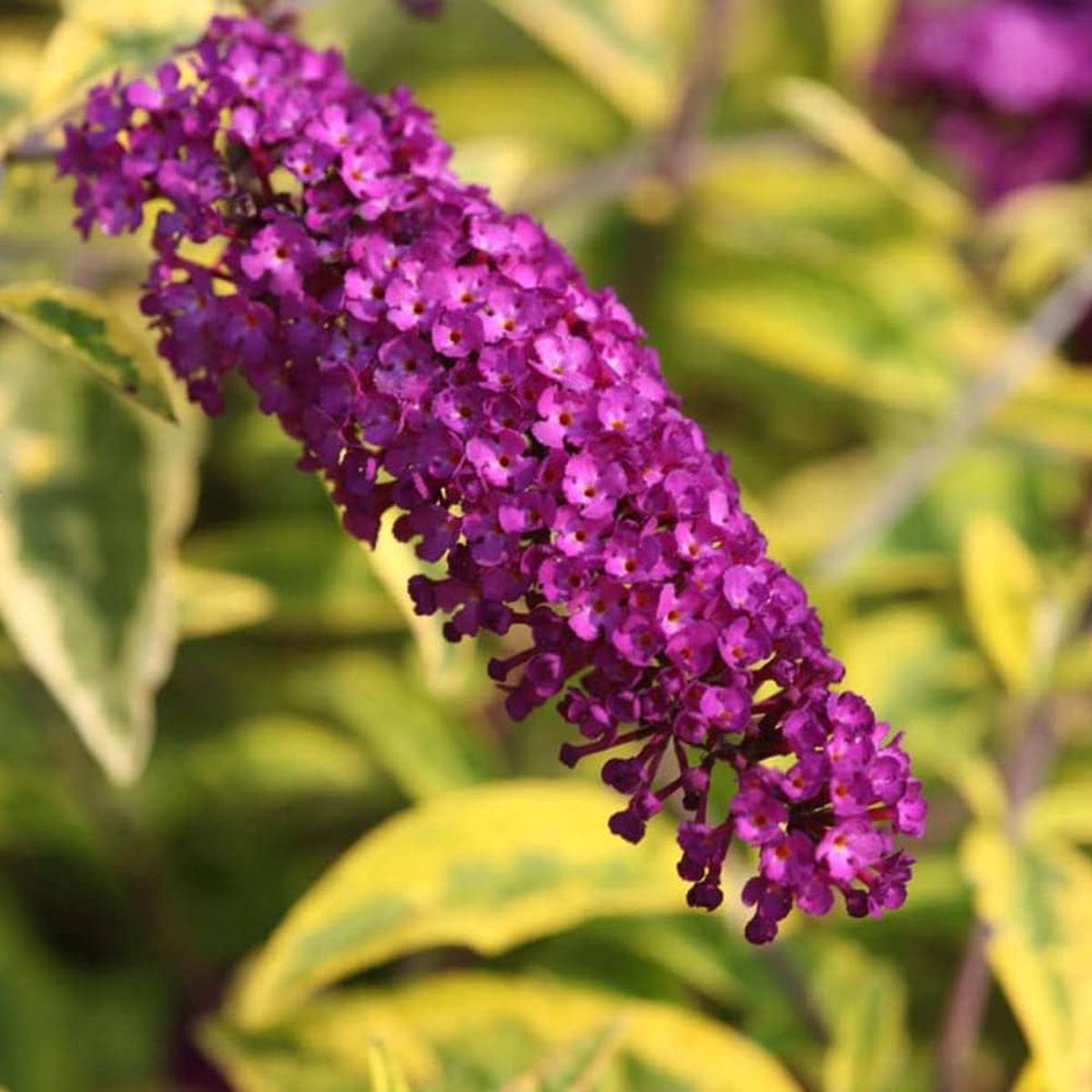 Violet Buddleia Davidii Flower Seeds for Planting Heirloom, Non-GMO, Cut Flower Favorite, High Germination