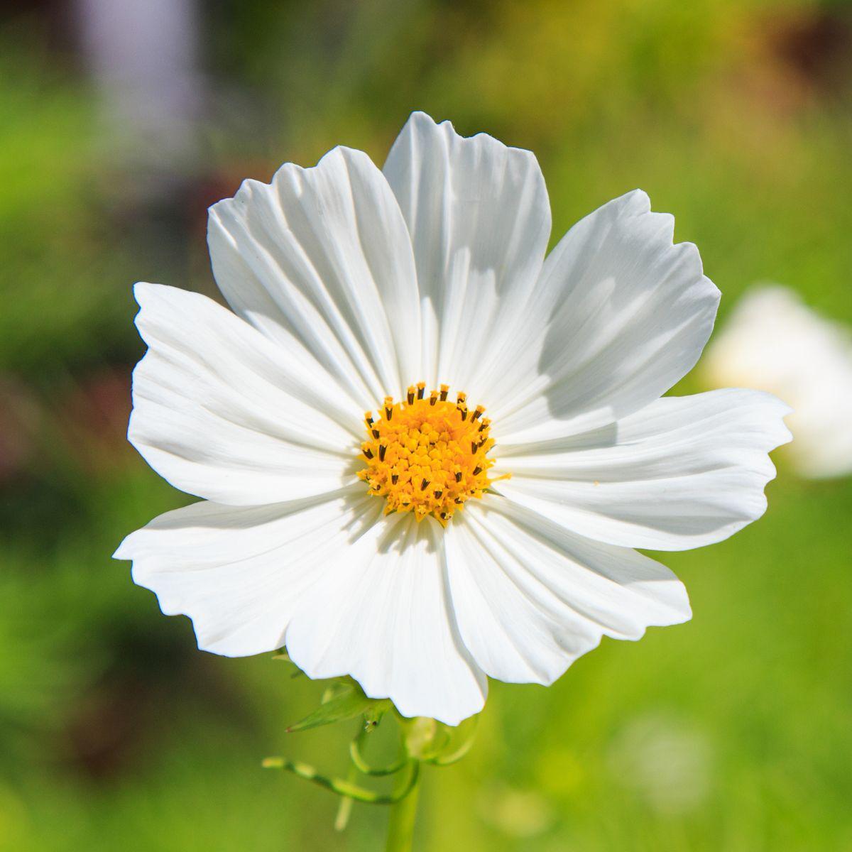 White Cosmos Flower Seeds for Planting  Non-GMO, Heirloom, Vibrant Garden Blooms