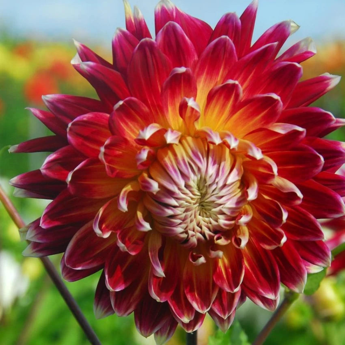 Akita Dahlia Red Flower Seeds  Heirloom, Non-GMO, High Germination Organic Garden Seeds for Planting
