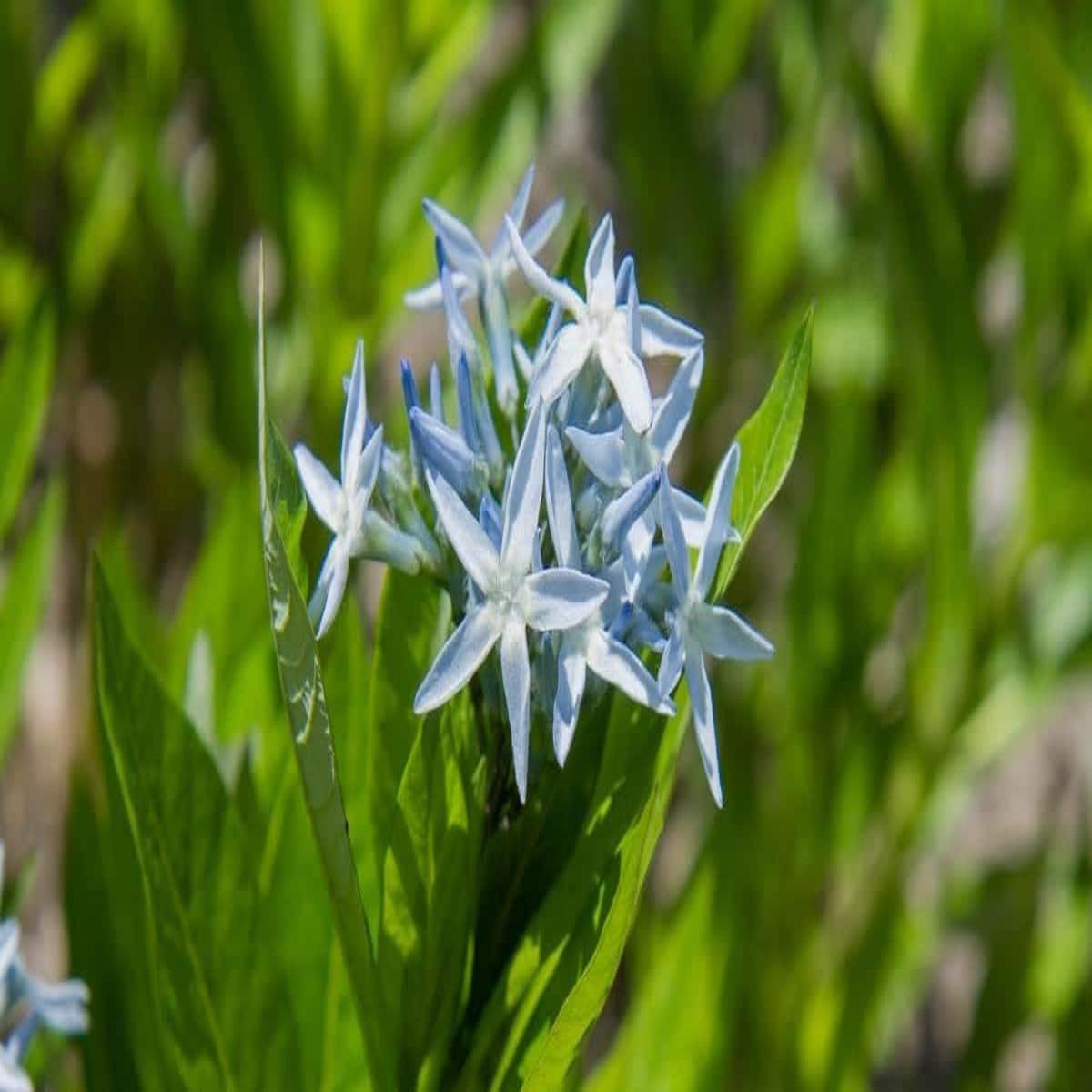 Amsonia Hubrichtii Flower Seeds for Planting 100 pcs Heirloom Non-GMO Seeds, High Germination Organic Garden Blooms